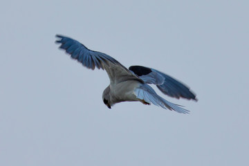 Obraz premium Very close view of a white-tailed kite flying in the wild