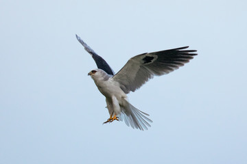 Very close view of a white-tailed kite flying in the wild