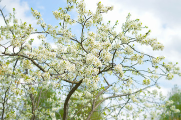 Common cherry. blooming cherry.  a narrow focus