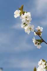 Branch of apple tree in the period of spring flowering.