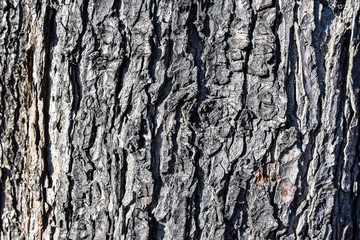 Baumrinde als Hintegrund