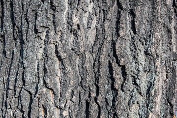 Obraz premium Baumrinde als Hintegrund