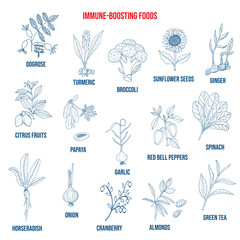 Best foods for the immune system