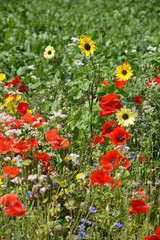 Mohn und Sonnenblumen