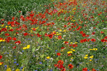 Mohn und Sonnenblumen