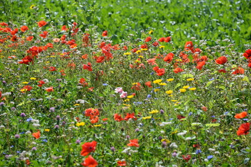 Mohn und Sonnenblumen