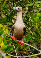 Rdd Footed Booby on Perch