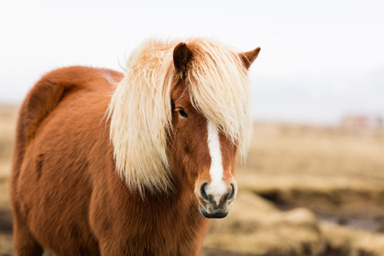 Islandpferd, Island