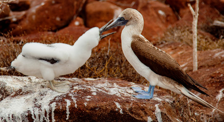 Mother and baby blue-footed boobies
