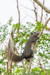 Thai common squirrel climbing up on a perch