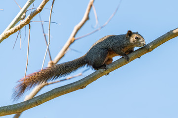 Thai common squirrel perching on a perch with blue sky in background