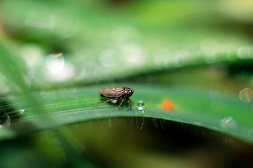 fly on leaf