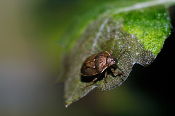 fly on leaf