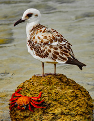 Shore bird and Sally