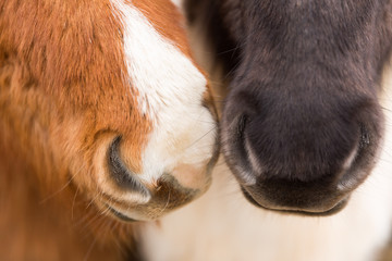 Fototapeta premium Islandpferd, Island