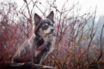 Fototapeta premium Portrait hund vor rotem strauch mit roten blättern und ästen und himmel im hintergrund im winter herbst 