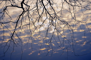 Fototapeta premium natural background of dry tree bushes