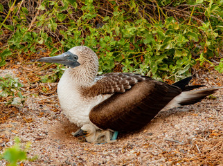 Blue Footed Booby Mother and Chick