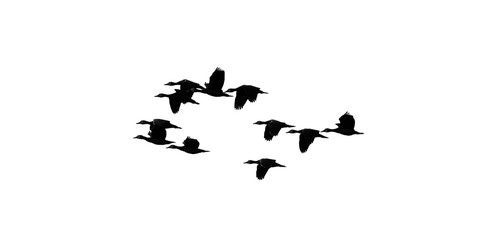 Silhouette of a flock of ducks, flying