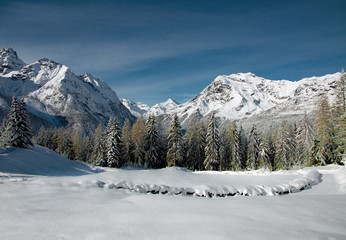 Fototapeta na wymiar Bosco in inverno, Valtellina, Italy