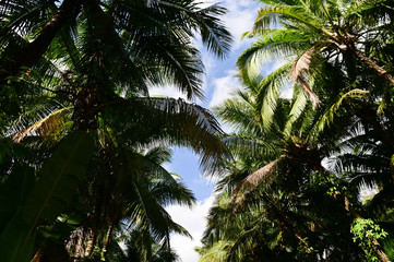 Fototapeta na wymiar asian tropical jungle. Palm leaves. Dark green palm foliage