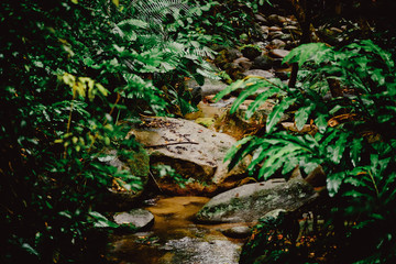 asian tropical jungle. Palm leaves. Dark green palm foliage