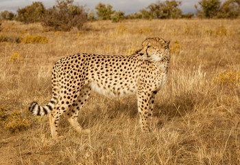 Adult cheetah walks among short dry grass