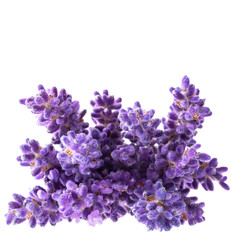 Bouguet of violet lavendula flowers isolated on white background, close up.