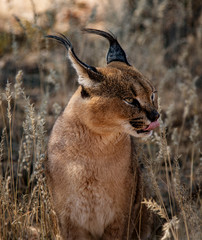 Caracal cat scans his surroundings