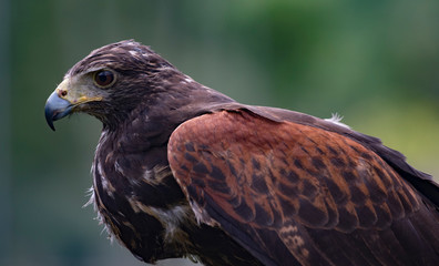 Close-up of immature Black-Chested Buzzard-Eagle head