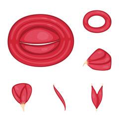 Vector design of muscle and cells sign. Collection of muscle and anatomy stock symbol for web.