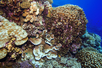 Coral reef at the Red Sea Egypt