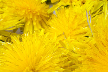 Yellow dandelion background