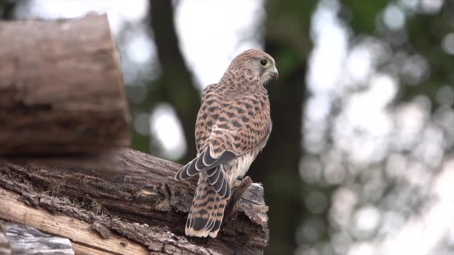Junger Turmfalke (Falco tinnunculus) sitzt auf Baumstamm