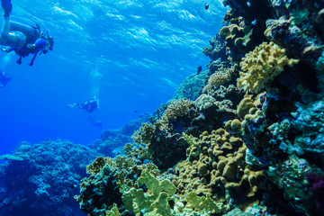 Coral reef at the Red Sea Egypt