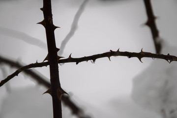 Wild rose thorn in snow, winter season
