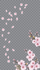 Handmade background in oriental style. Spring frame vertical of sakura flowers. The idea of textile design, wallpaper, packaging, printing, story. Pink on transparent fond.