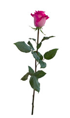Obraz premium Delicate pink rose with green leaves