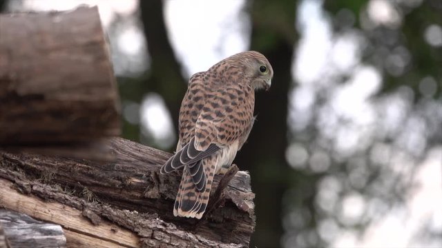 Junger Turmfalke (Falco tinnunculus) sitzt auf Baumstamm