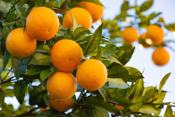 Ripe oranges fruits on the tree