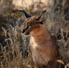 Caracal cat scans his surroundings