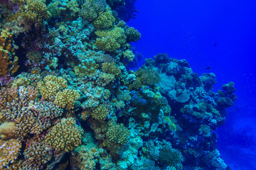 Coral reef at the Red Sea Egypt