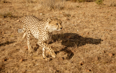 Adult cheetah walks among short dry grass