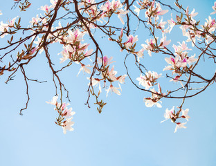 Beautiful light pink  flowers (Orchid Tree) on blue sky background.