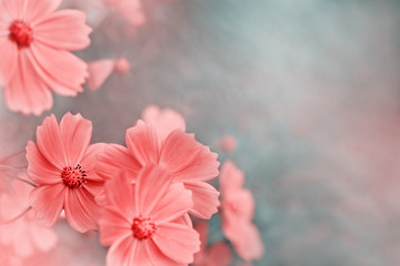 Flowers and background for text. Macro. Flowers in toned style for design. Cosmos flower in spring...
