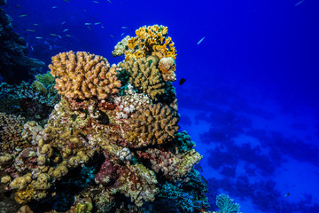 Obraz na płótnie Canvas Coral reef at the Red Sea Egypt