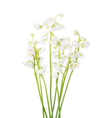Naklejka na ściany i meble Sprigs of Lily of the Valley isolated on white background.