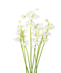 Foto op Canvas Sprigs of Lily of the Valley isolated on white background. © Antonel