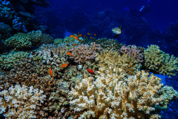 Coral reed at the Red Sea Egypt