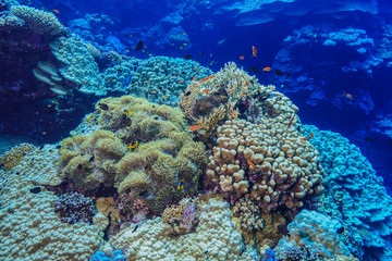 Plakat Coral reed at the Red Sea Egypt